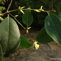 Diospyros oocarpa Thwaites